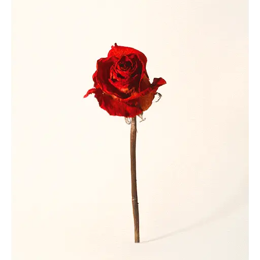 Leão de Judá/Roses 30
