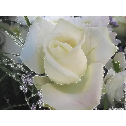 Leão de Judá/Roses 20