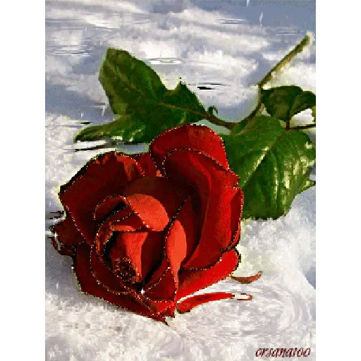 Leão de Judá/Roses 11