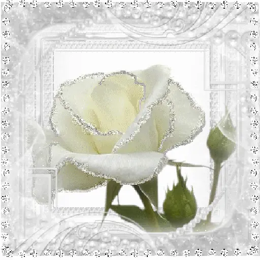 Leão de Judá/Roses 23