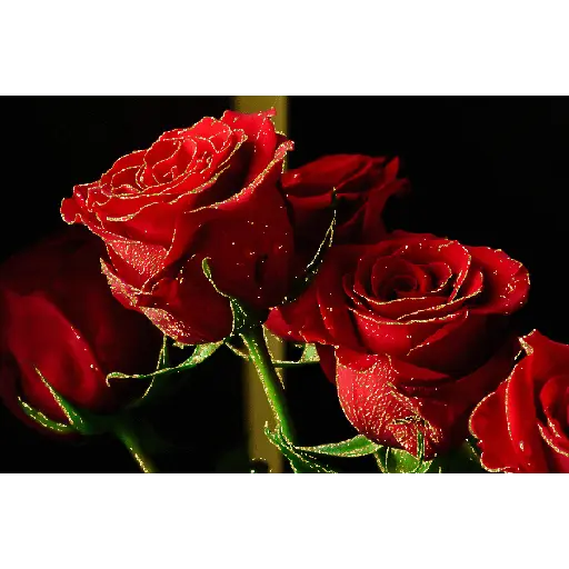 Leão de Judá/Roses 13