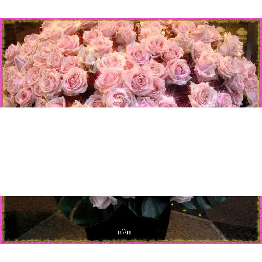 Leão de Judá/Roses 8