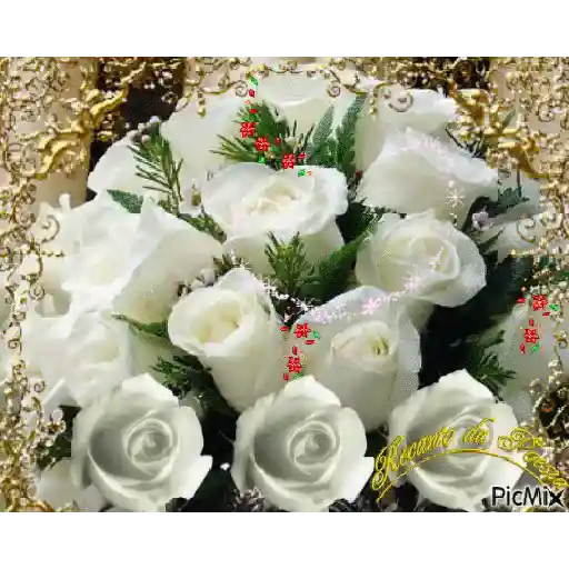 Leão de Judá/Roses 18