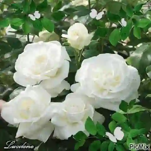 Leão de Judá/Roses 24