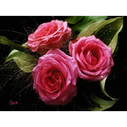 Leão de Judá/Roses 6