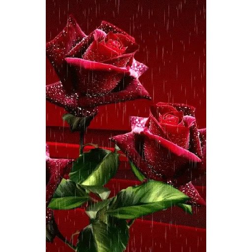 Leão de Judá/Roses 15
