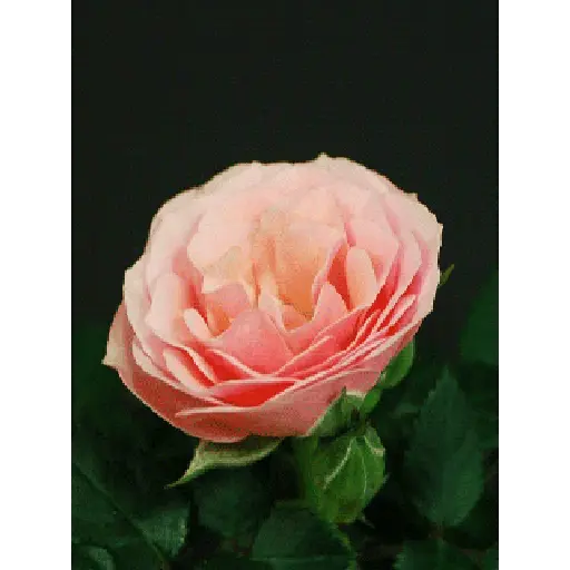 Leão de Judá/Roses 27
