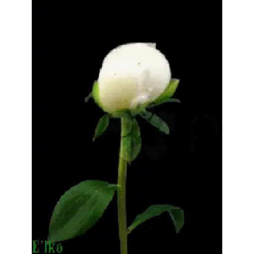Leão de Judá/Roses 26