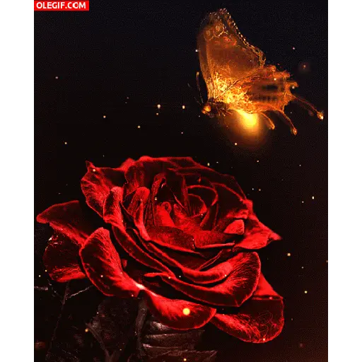 Leão de Judá/Roses 3