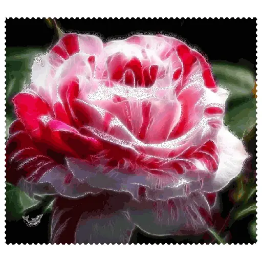 Leão de Judá/Roses 10