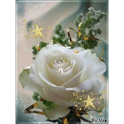 Leão de Judá/Roses 22