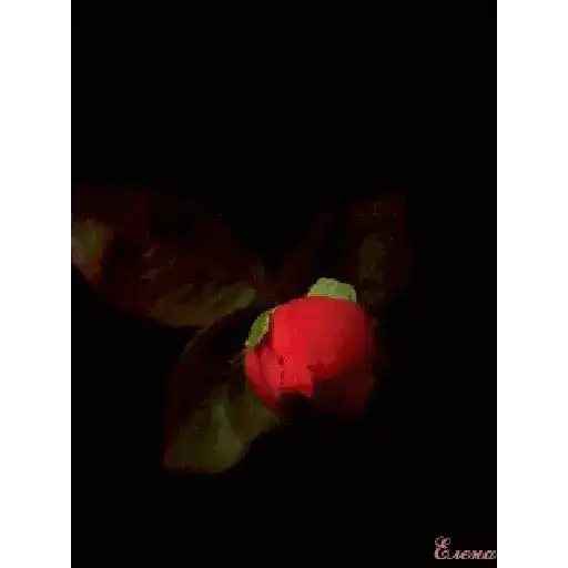 Leão de Judá/Roses 28
