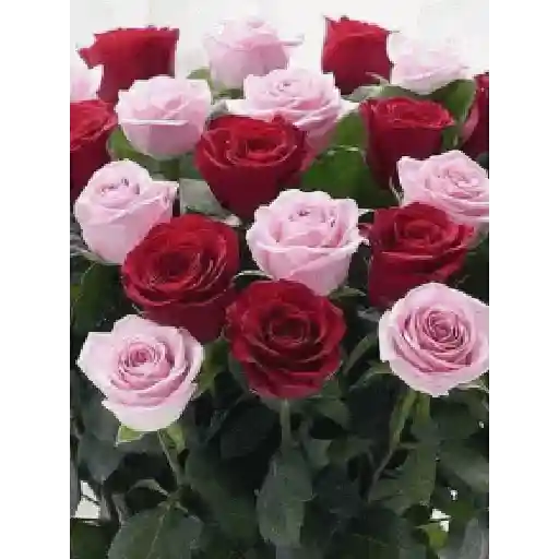 Leão de Judá/Roses 17