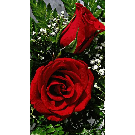 Leão de Judá/Roses 14