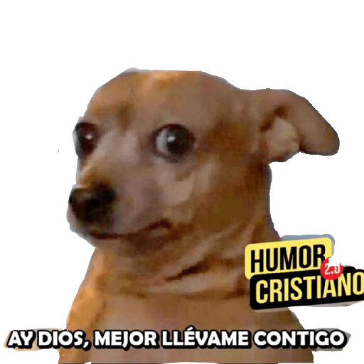 Dinero 14