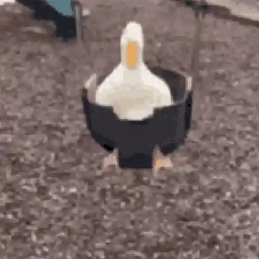 Duck