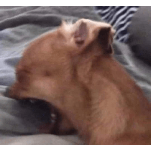 Dog 4