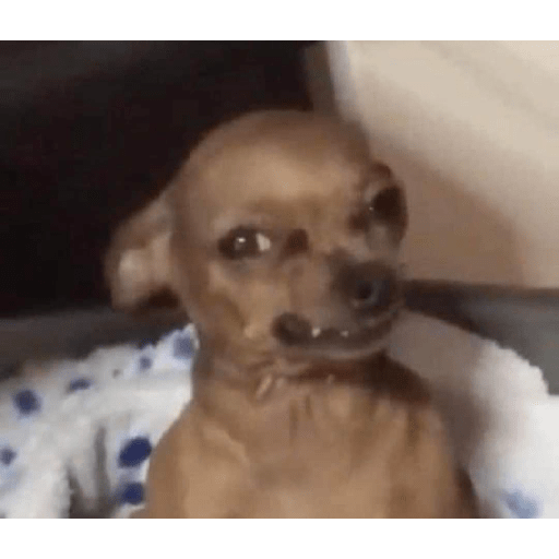 Dog 3