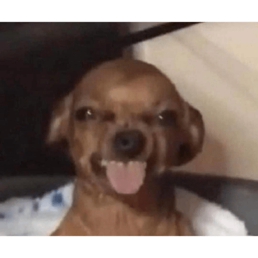 Dog 2