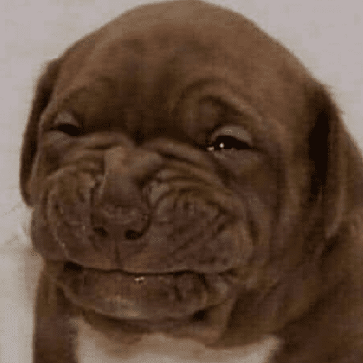 Dog 14