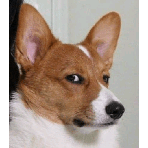 Dog 22