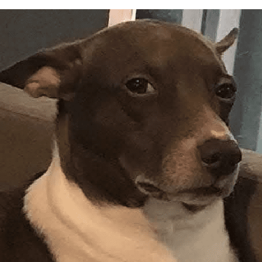 Dog 15