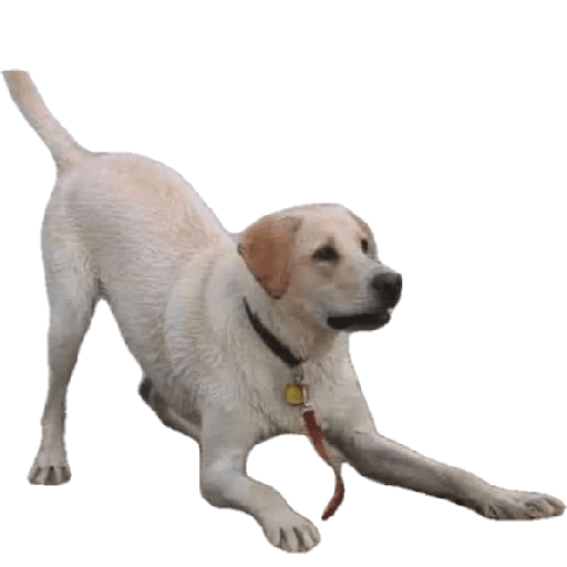 Dog 16