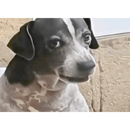 Dog 20