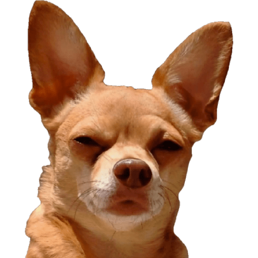 Dog 29