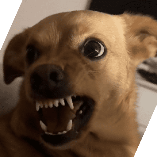 Dog 13