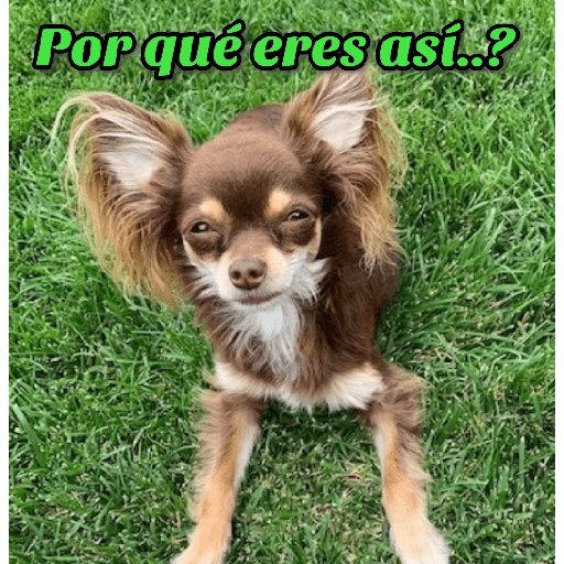 Dog 8
