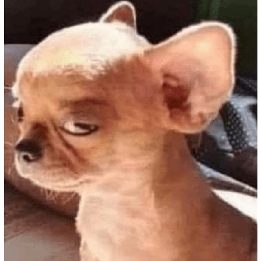 Dog 9