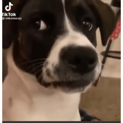 Dog 7