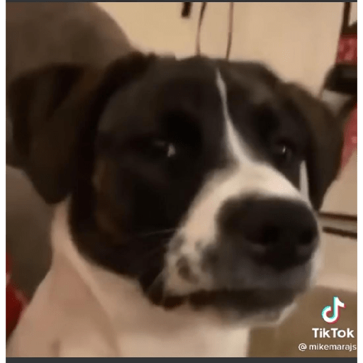 Dog 6