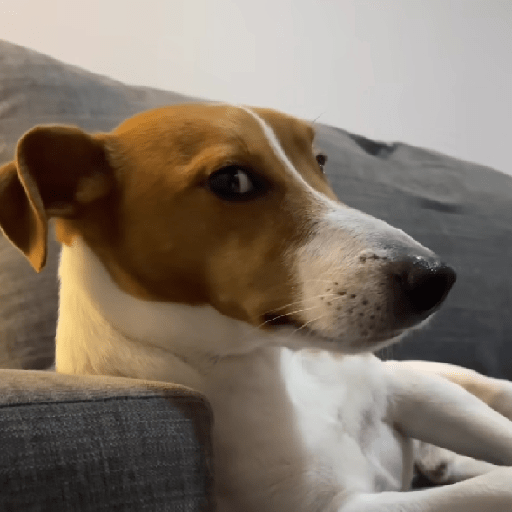 Dog 12