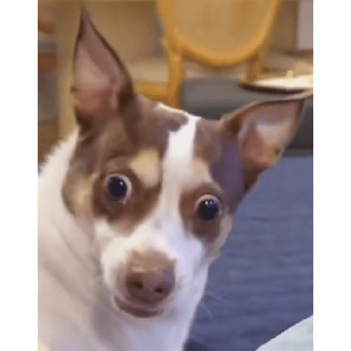 Dog 17