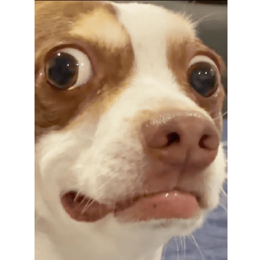 Dog 18