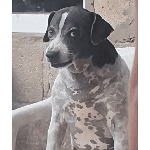 Dog 19