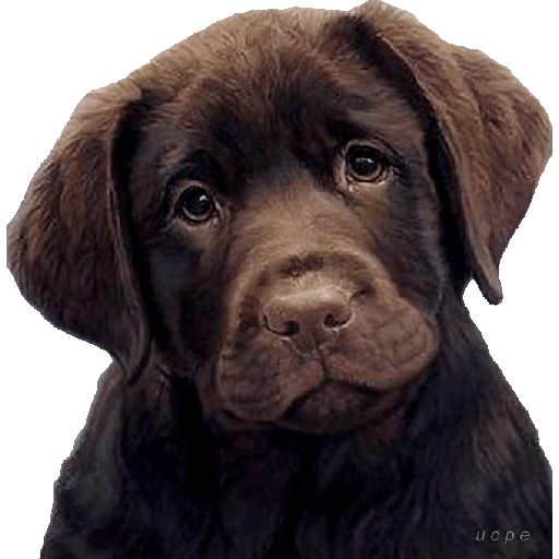 Dog 10