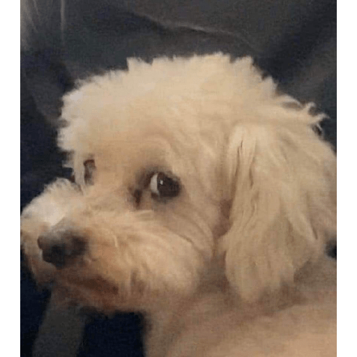 Dog 5
