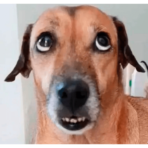 Dog 23