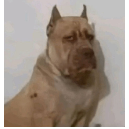 Dog 28