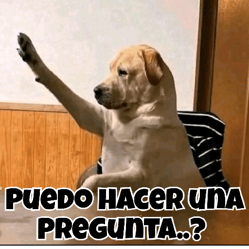 Dog 21