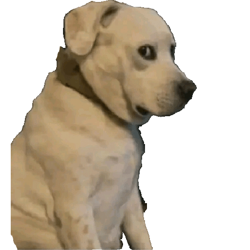 Dog 1