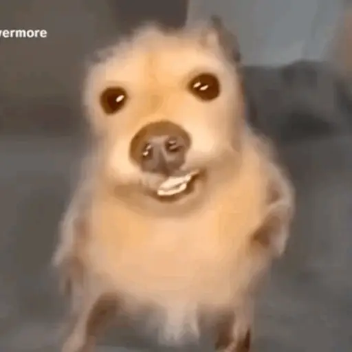 Perritos 1
