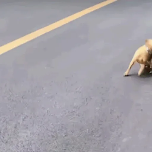 Perritos 3