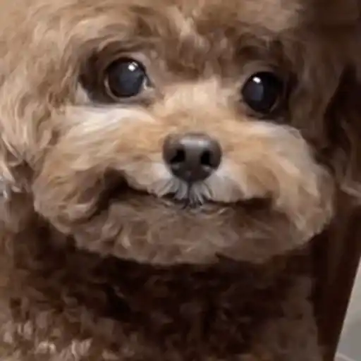 Perritos 2