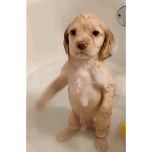 Perritos 4