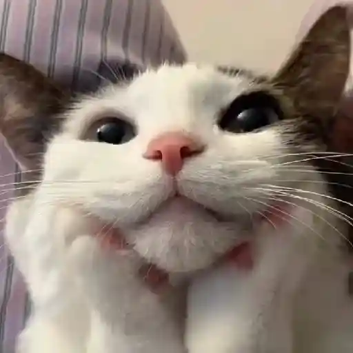 🐈✨️Gatitos Pal Chat✨️🐈 11