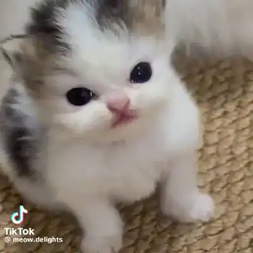 🐈✨️Gatitos Pal Chat✨️🐈 10